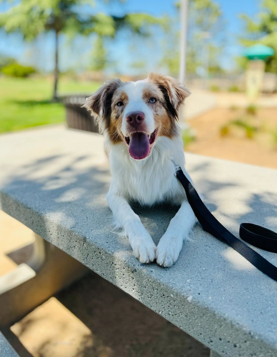 Australian Shepherd trained by Beauty and Her Beasts in Calimesa, CA