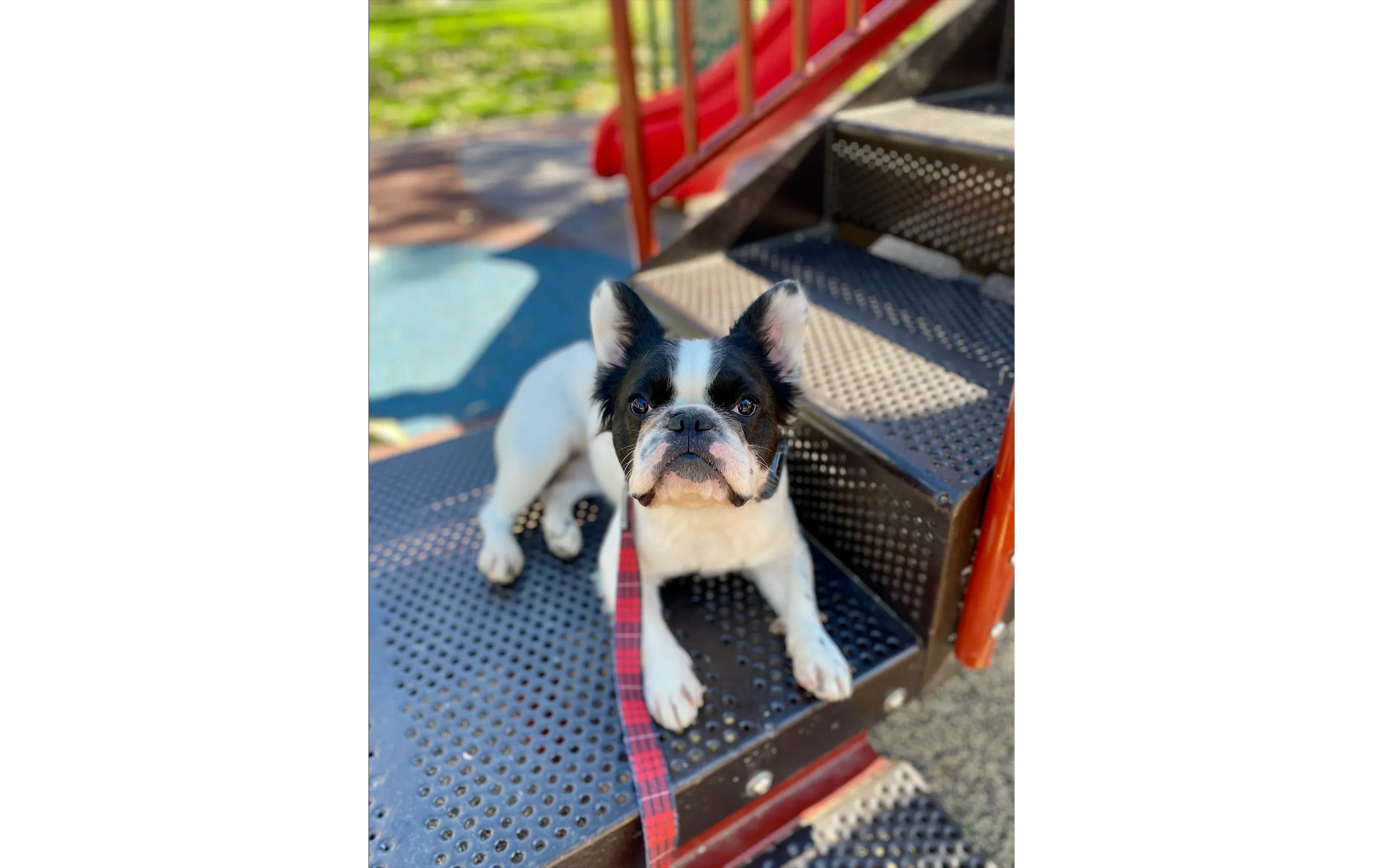 French Bulldog puppy after potty training board and train in Calimesa