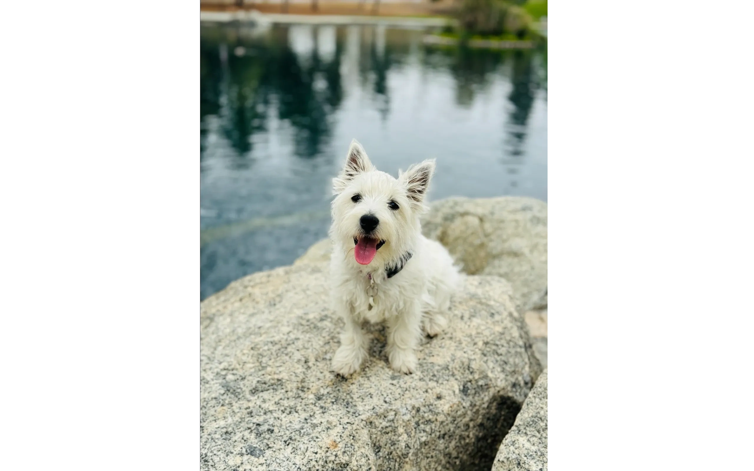Happy white dog sitting on a rock by the water