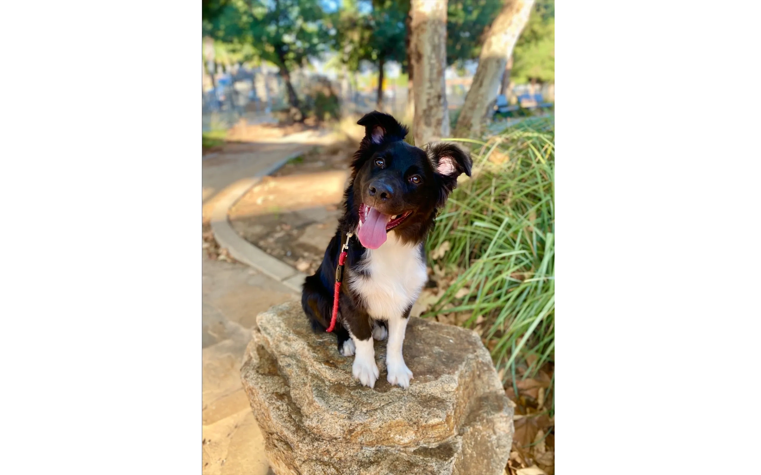 Happy dog sitting outdoors after training