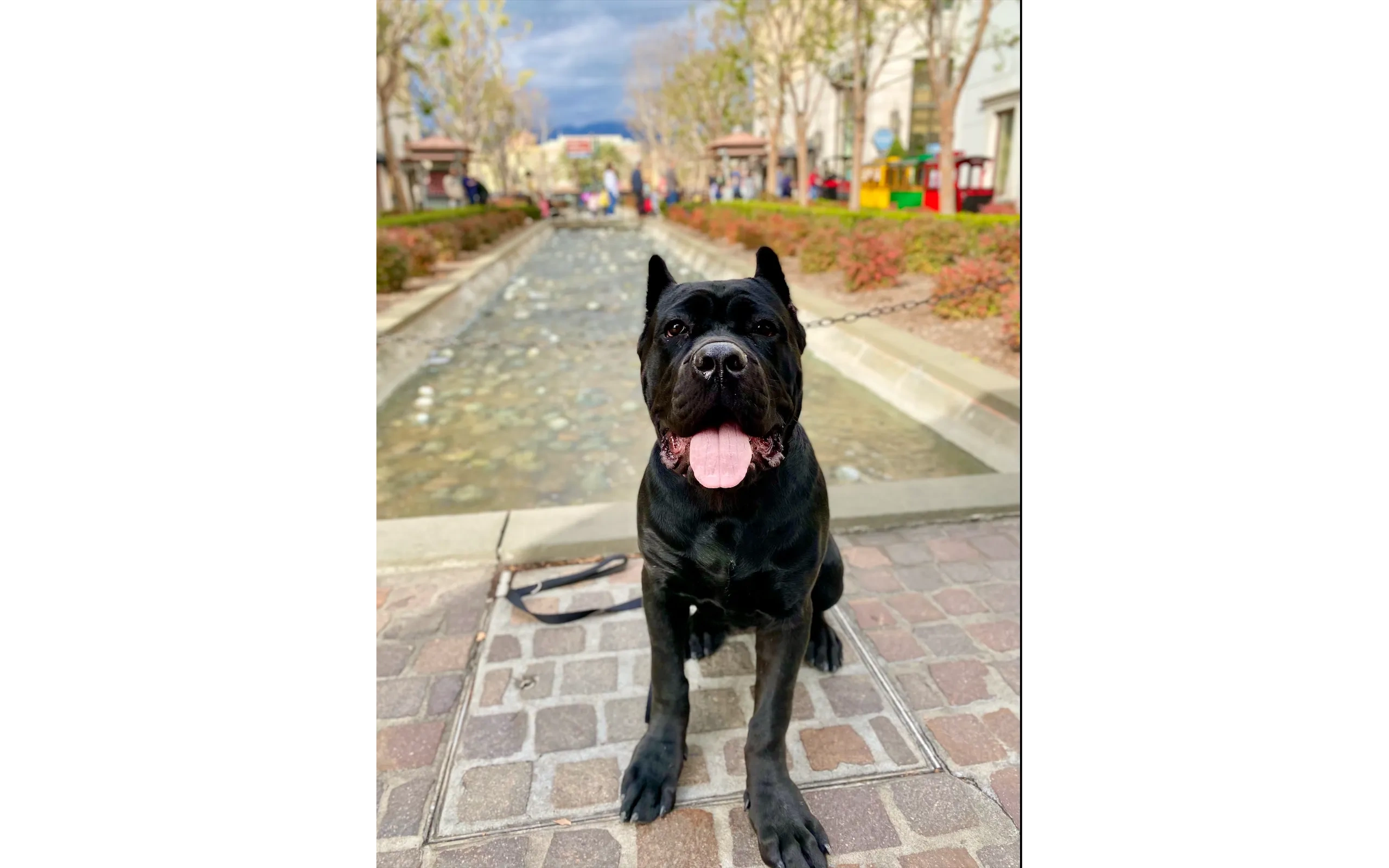 Cane Corso after board and train near Banning, CA