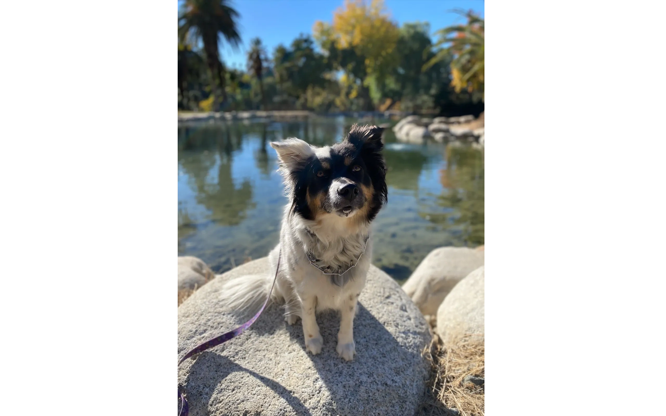 Dog enjoying time outside near water