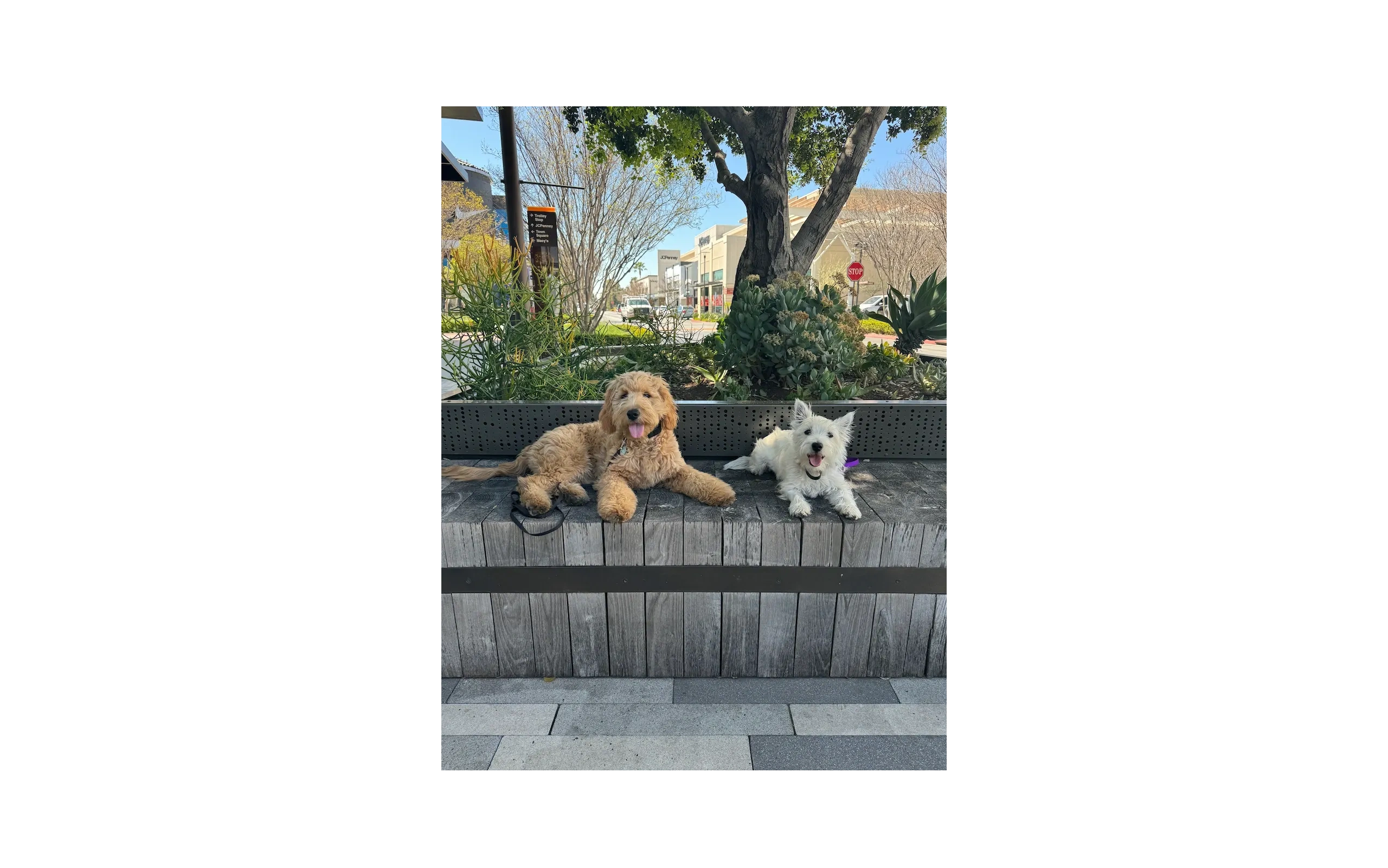 Two dogs resting together on a bench