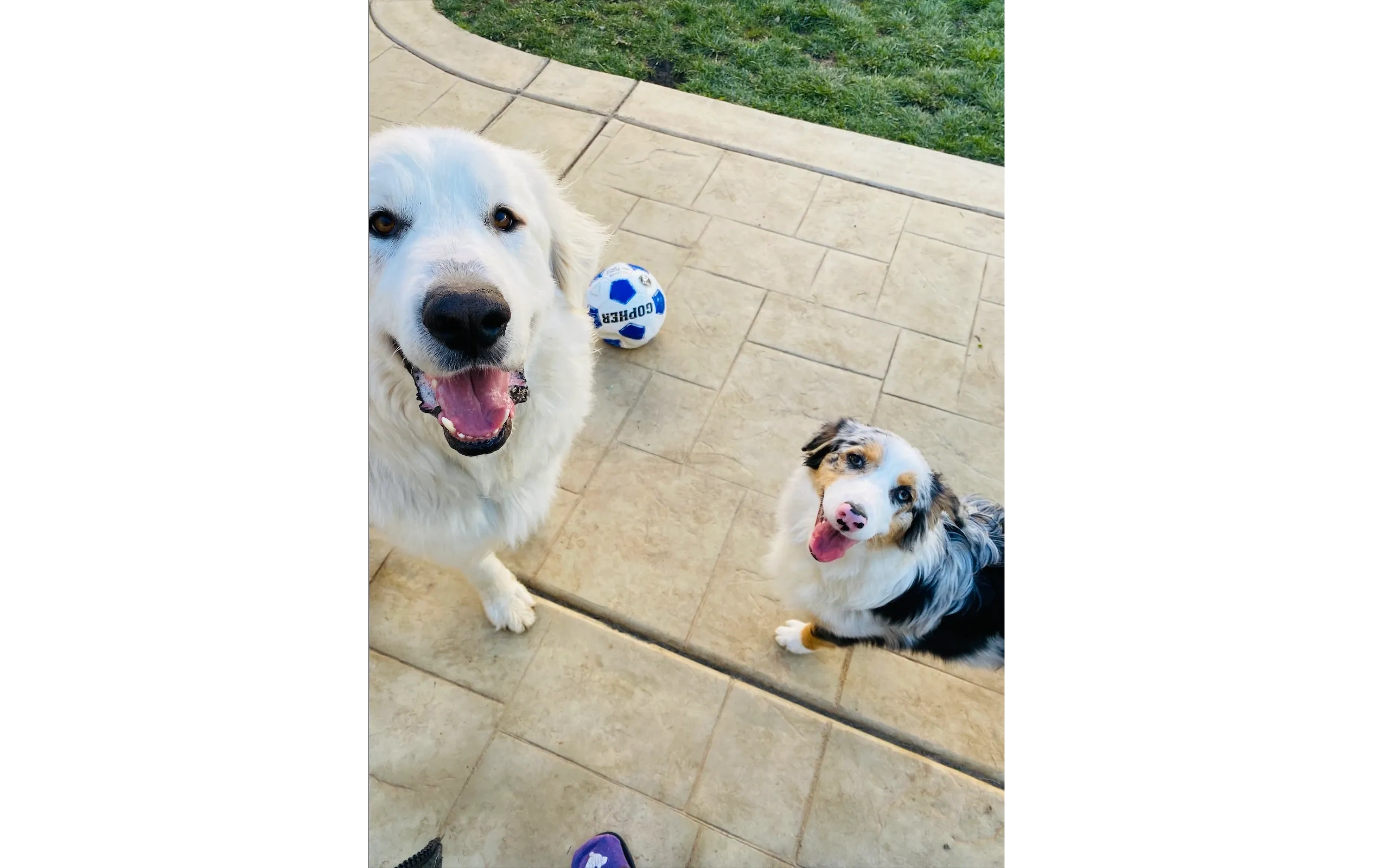 Great Pyrenees and puppy on patio