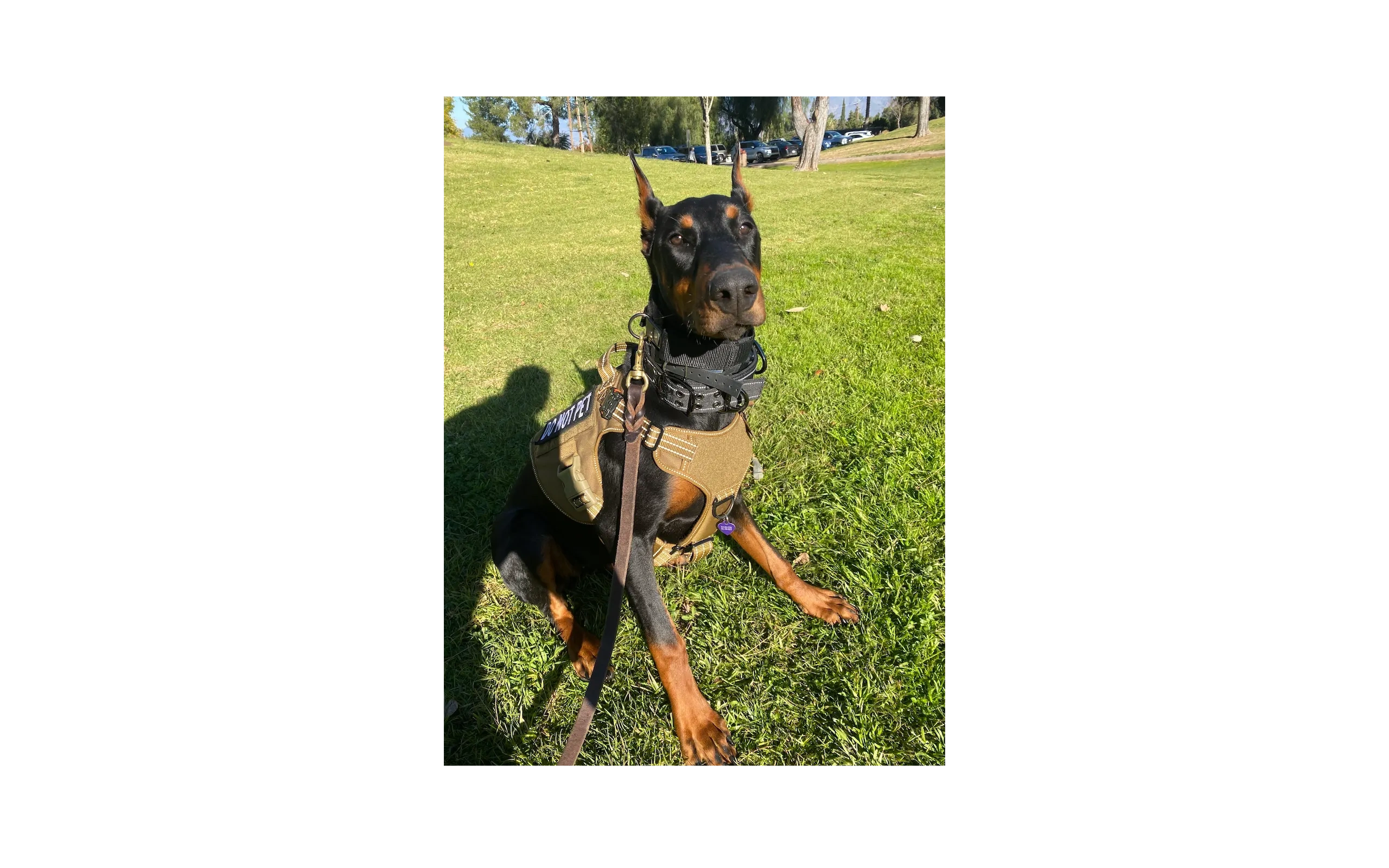 Doberman Mix Rescue trained by Beauty and Her Beasts in Calimesa, CA