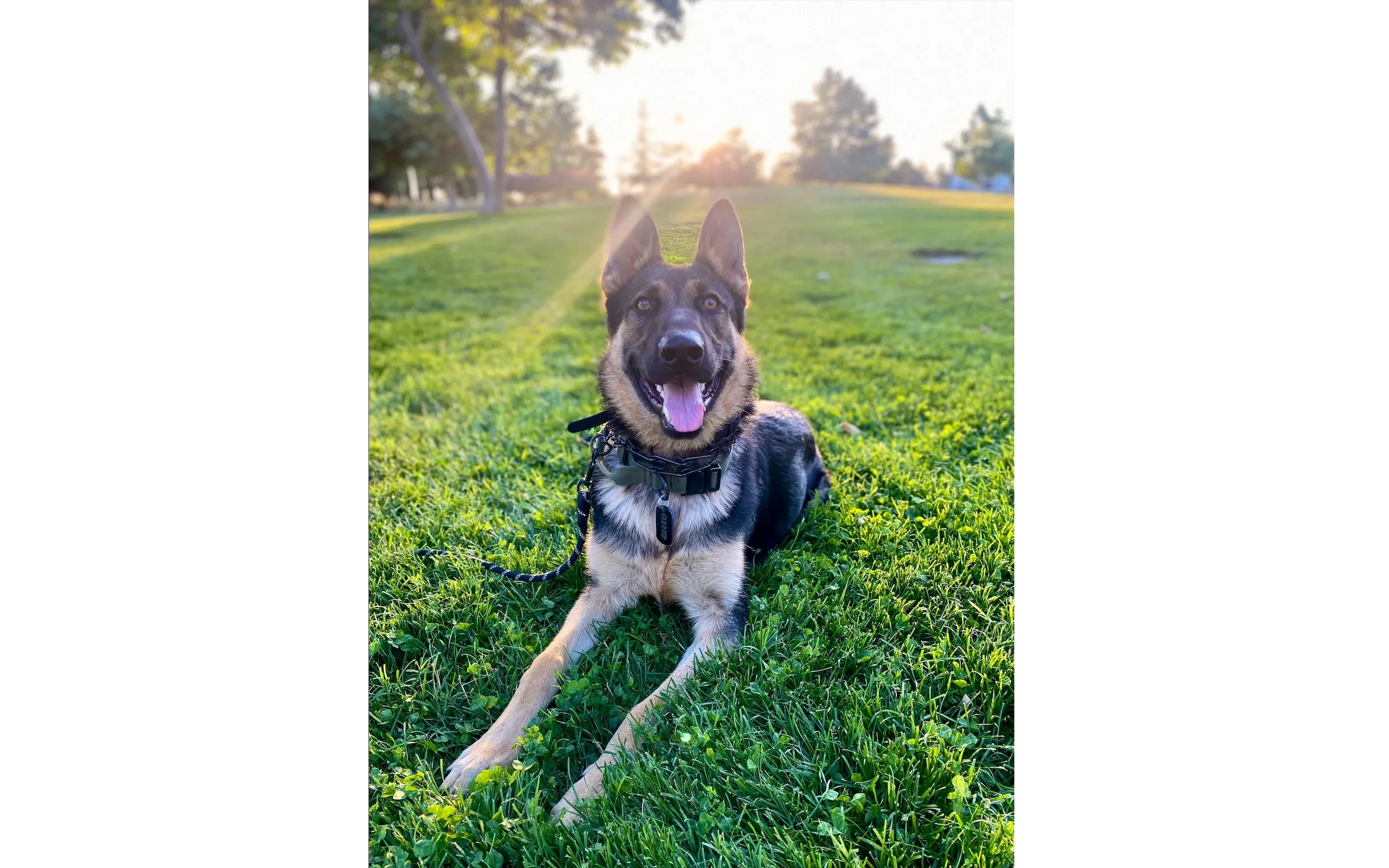 German Shepherd trained for Banning dog owner