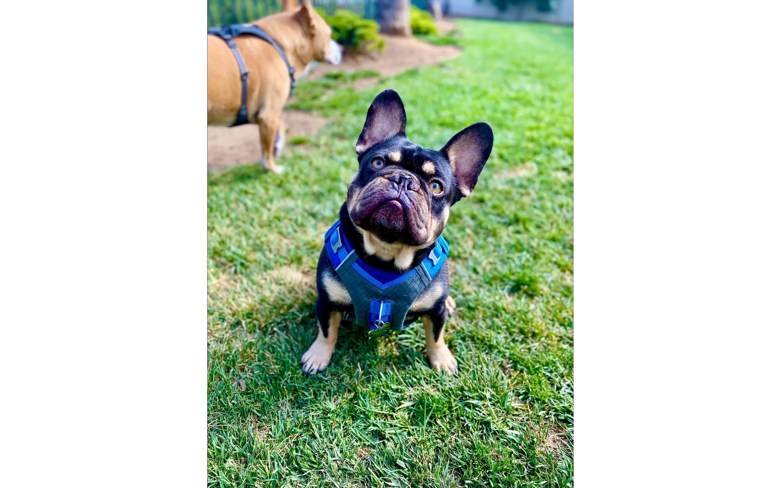 French Bulldog sitting in park
