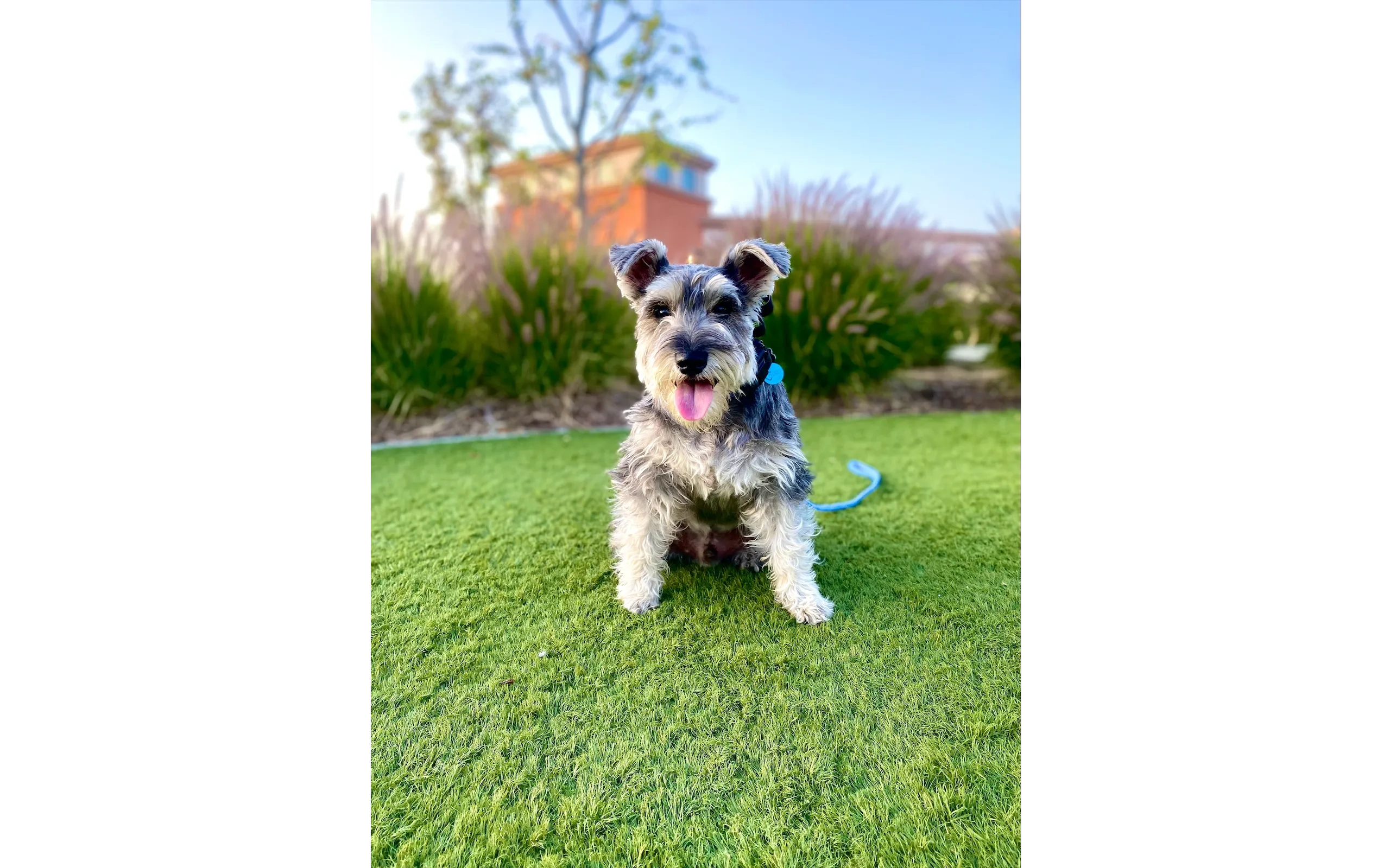 Miniature Schnauzer sitting after training
