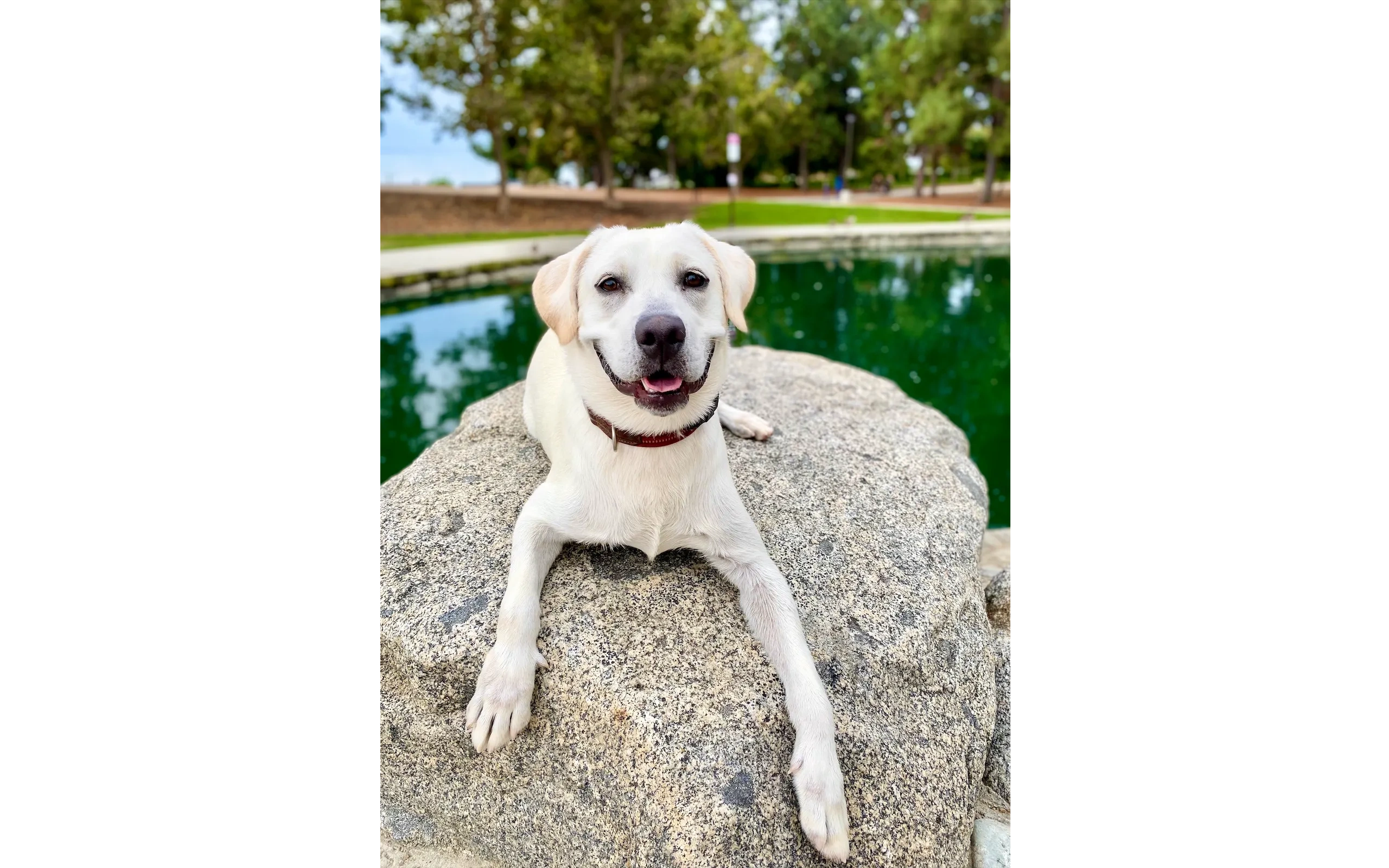 Labrador trained by Beauty and Her Beasts serving Banning