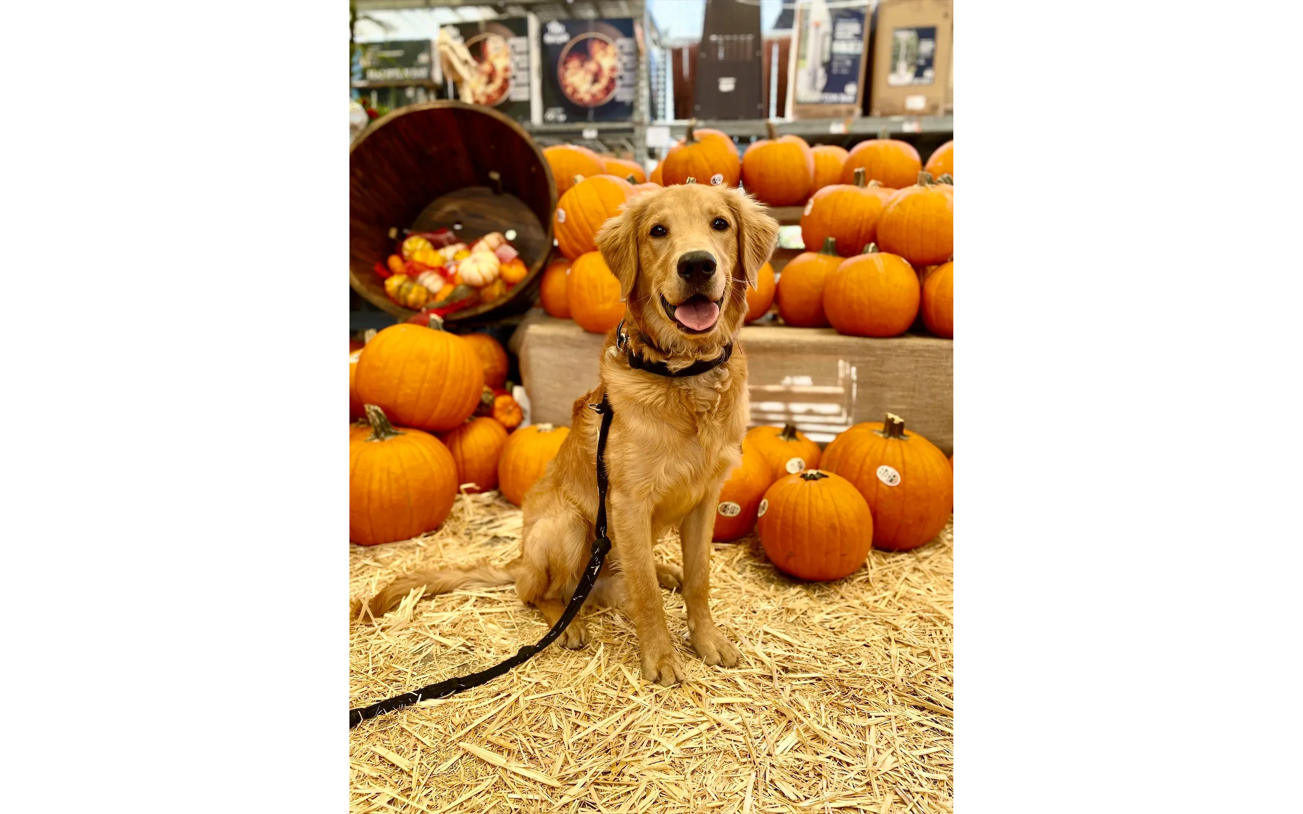 Golden Retriever trained with positive reinforcement methods