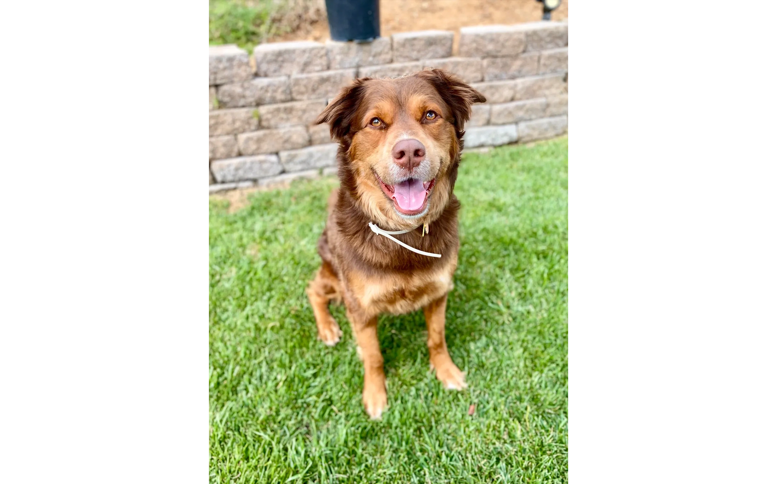 Australian Shepherd mix sitting after board and train