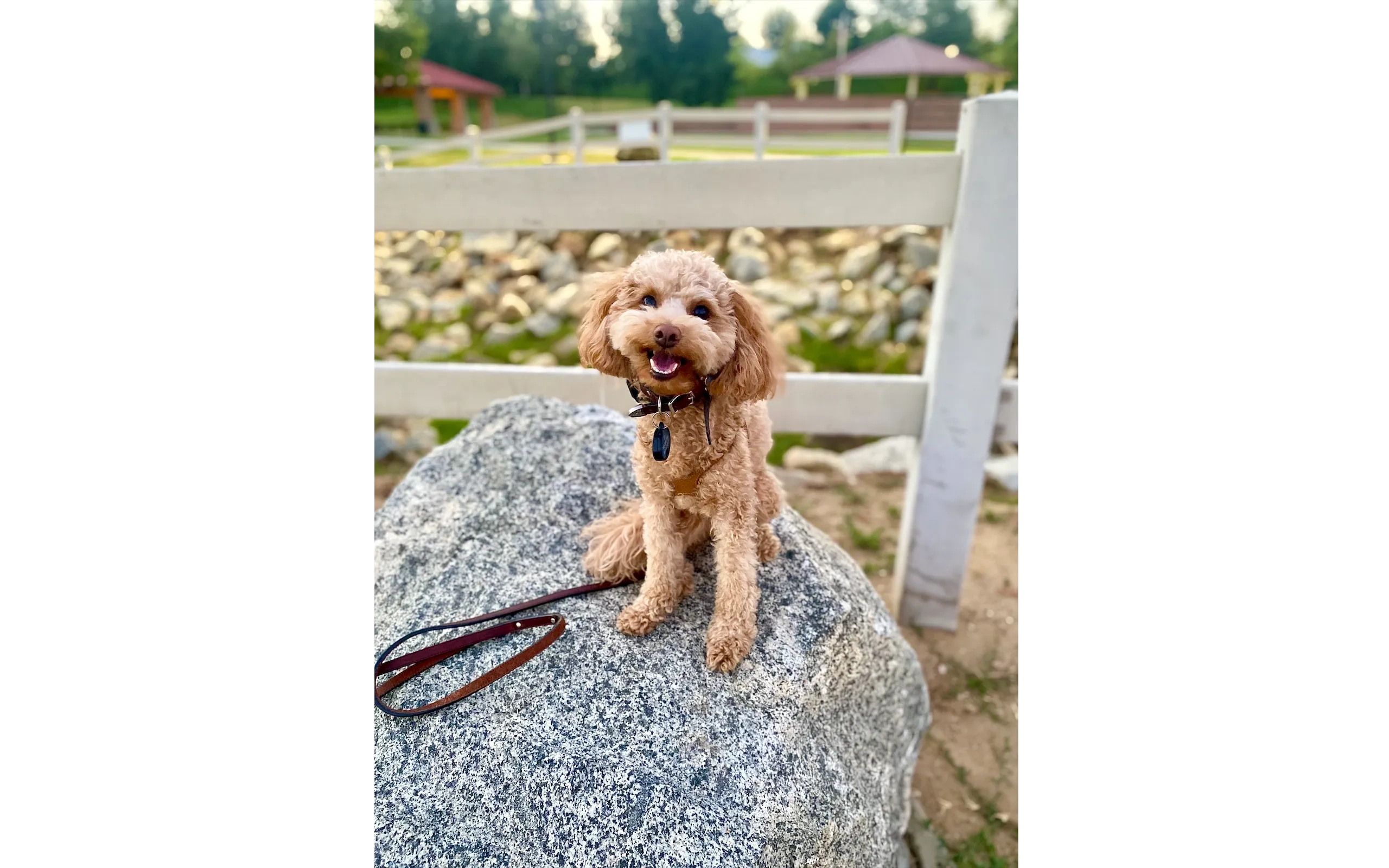 Well-trained dog after board and train