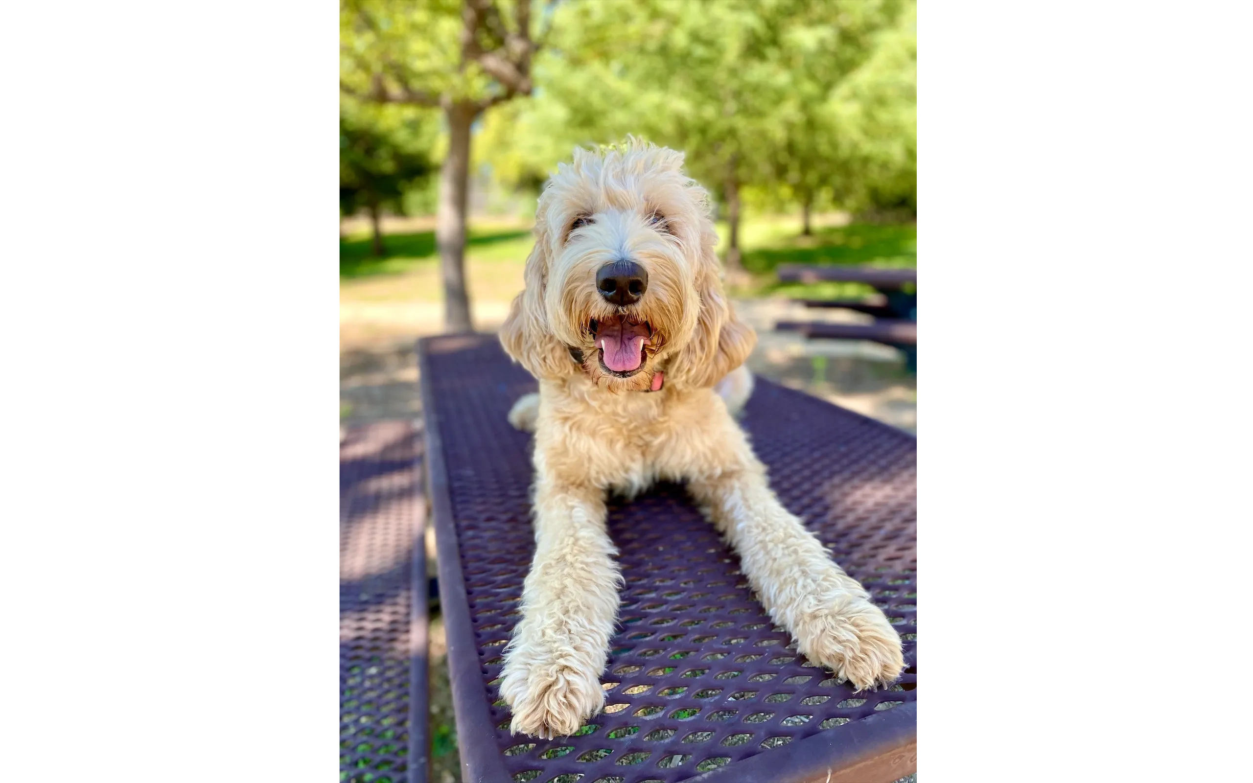 Cream Goldendoodle lying on bench