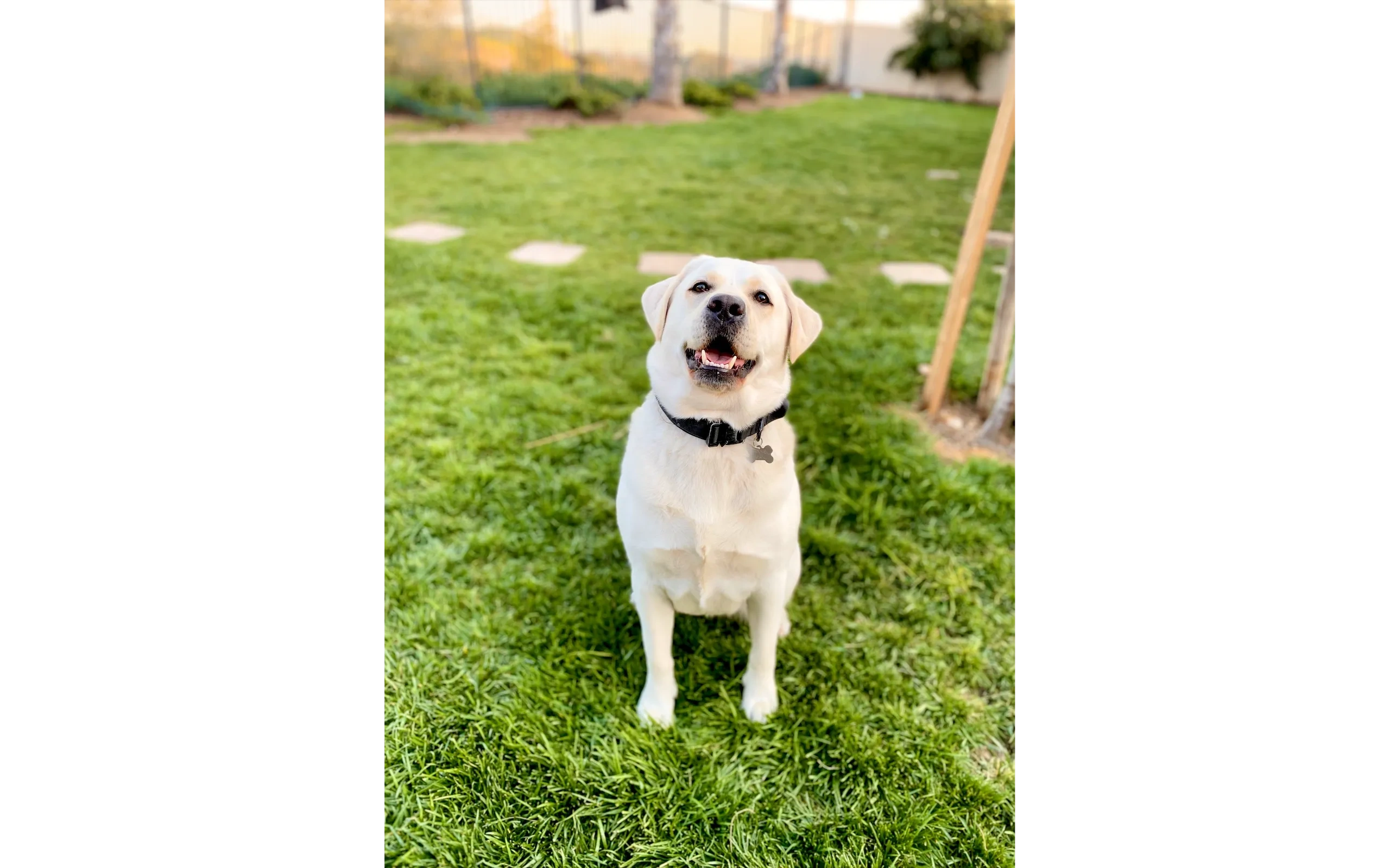 Labrador sitting in the backyard after training