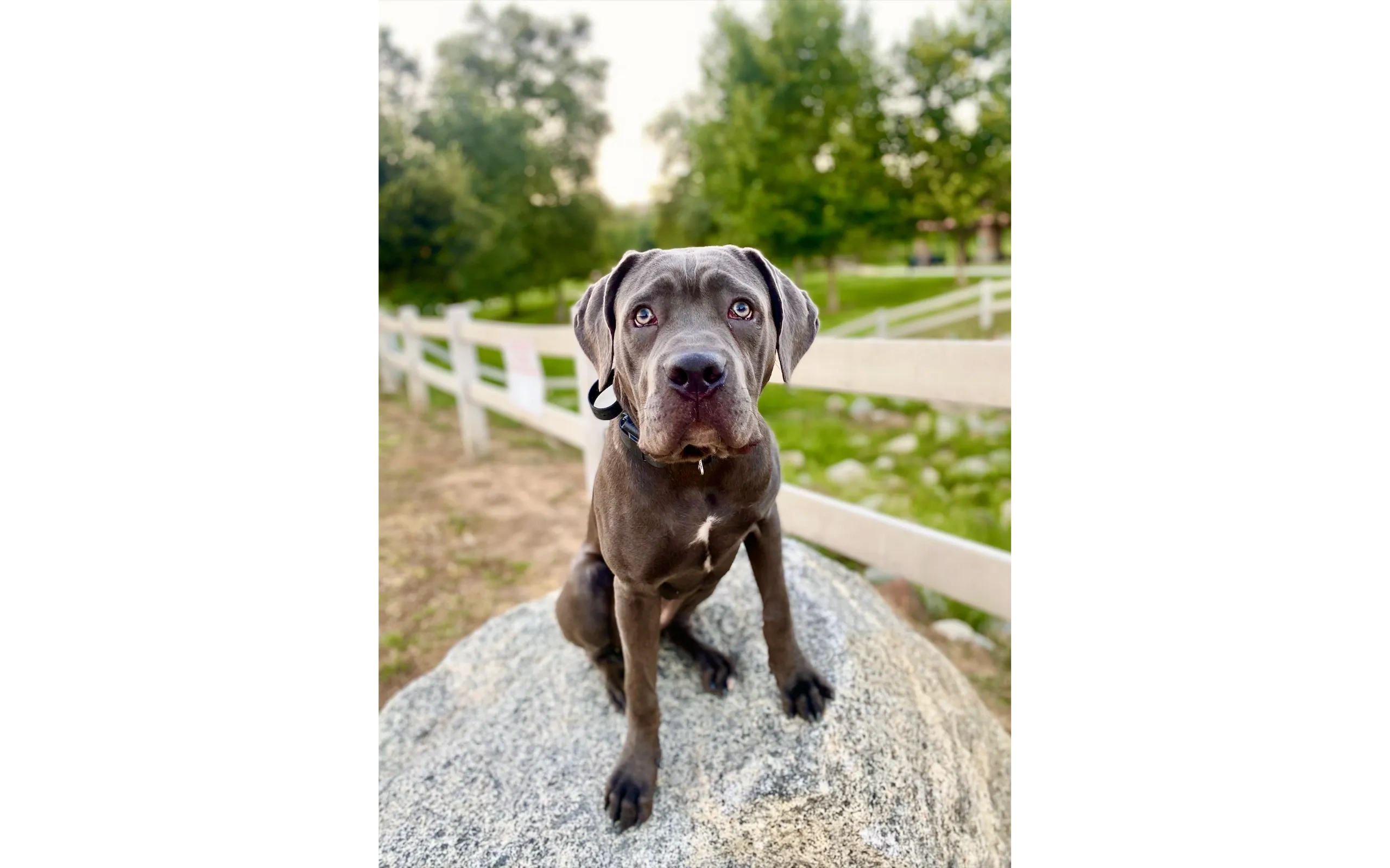 Great Dane puppy sitting confidently after training in Calimesa