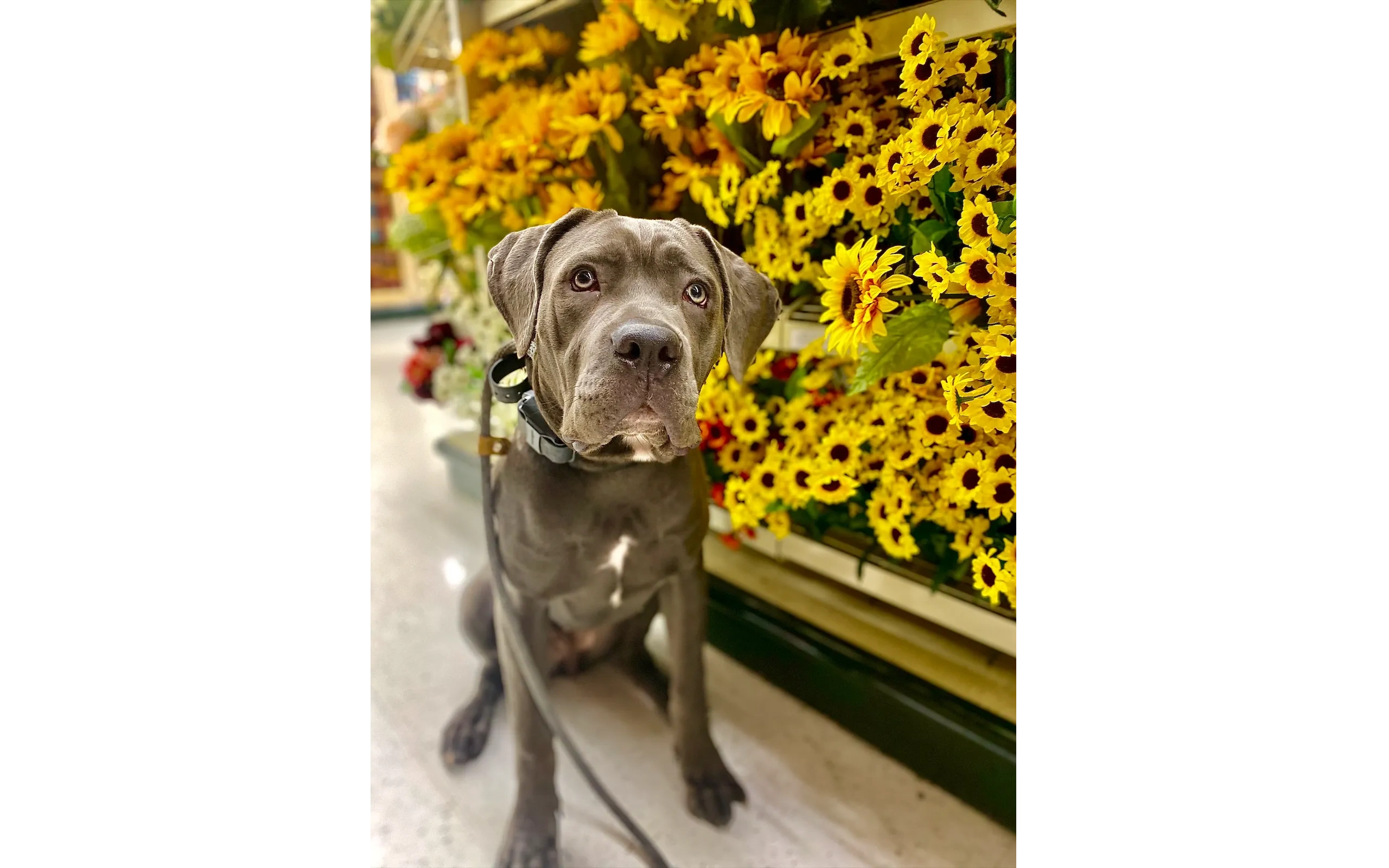 Great Dane calm in store after high-distraction training
