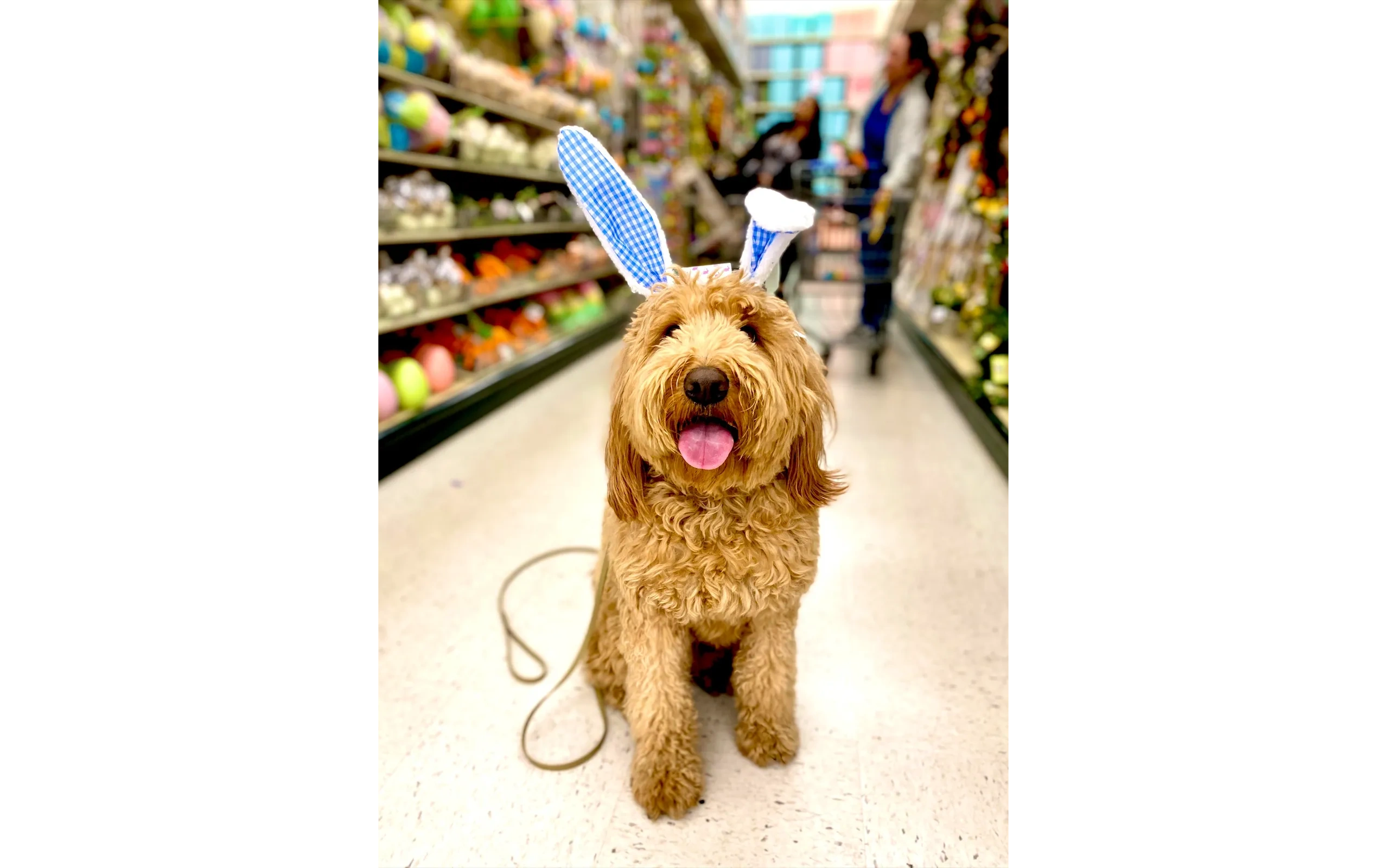 Goldendoodle in store with bunny ears