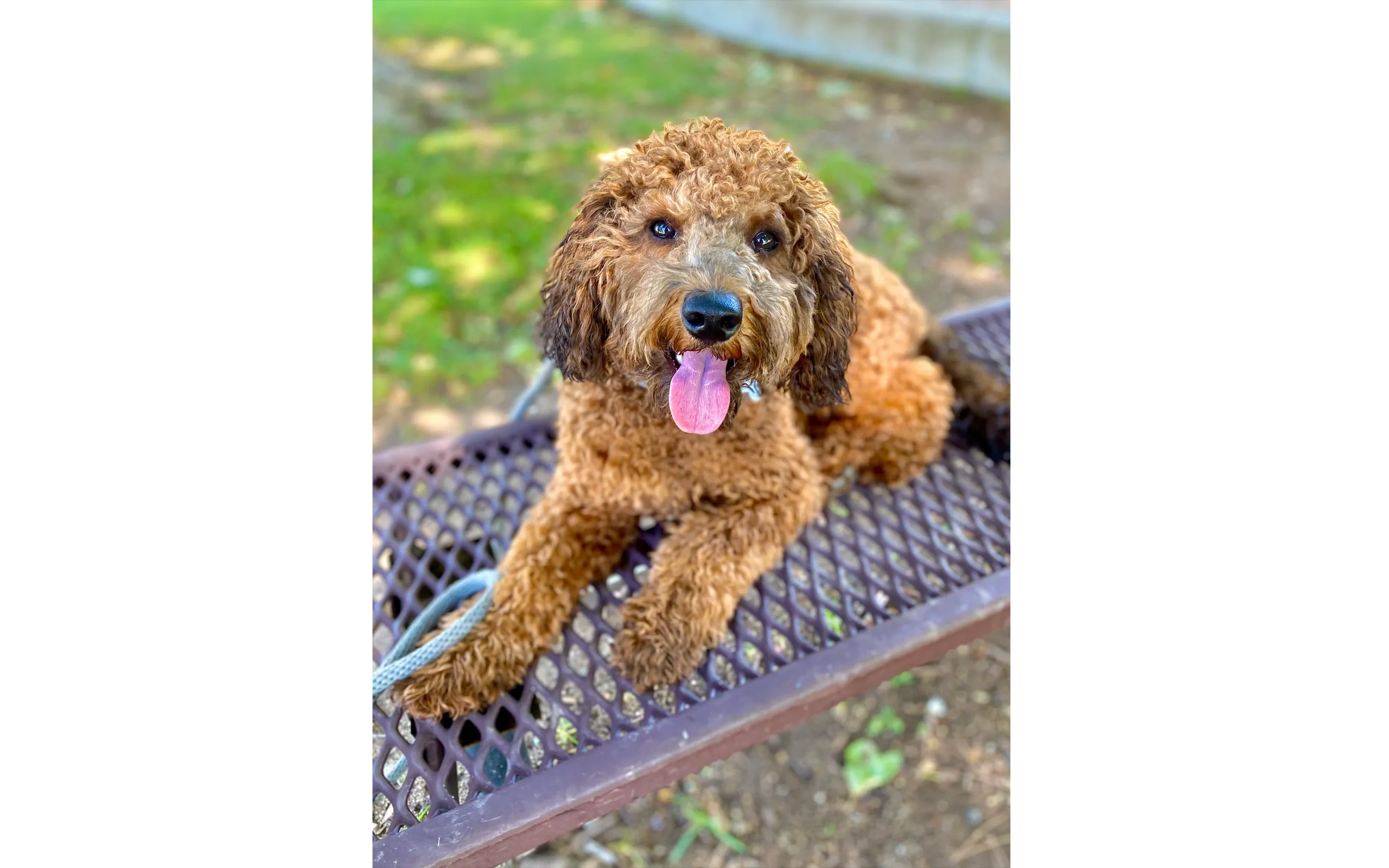 Goldendoodle relaxing on park bench