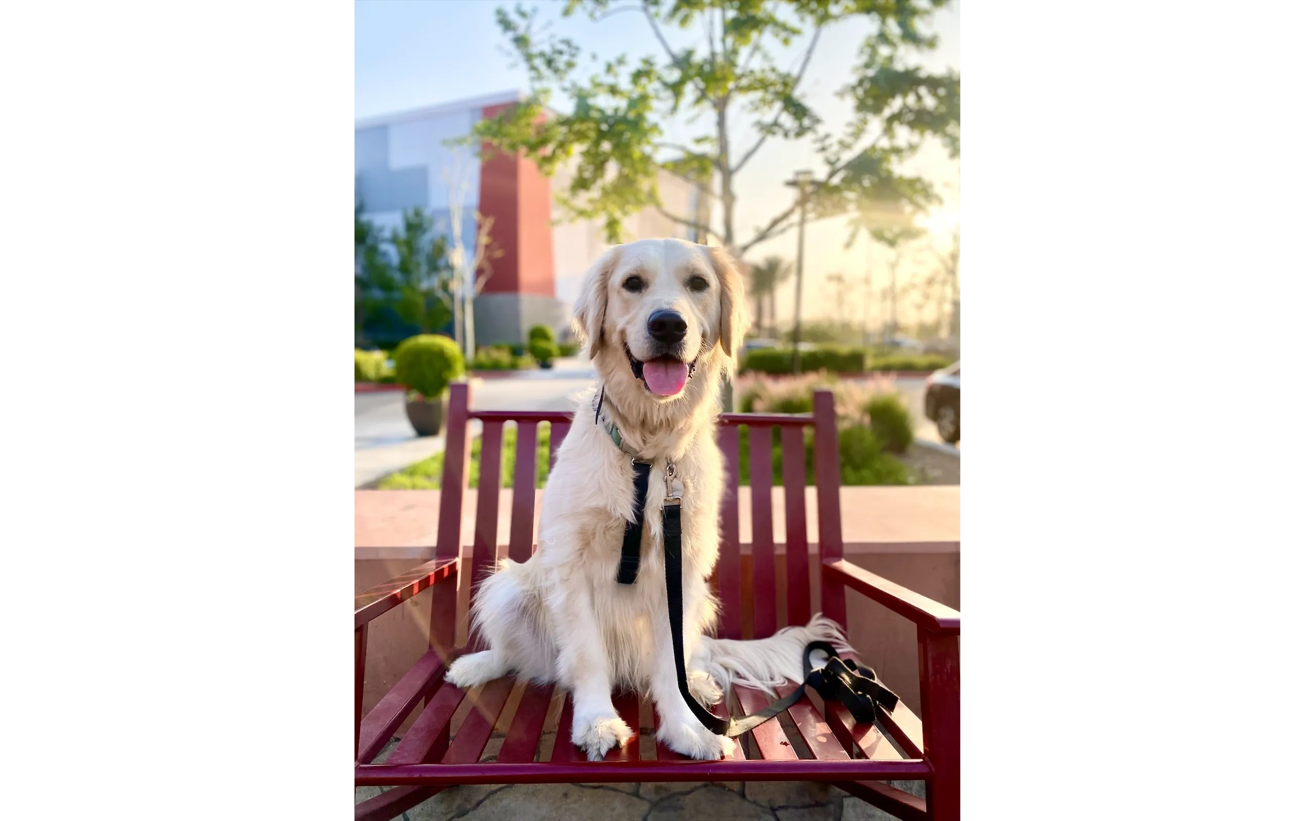 Golden Retriever on bench at shopping center