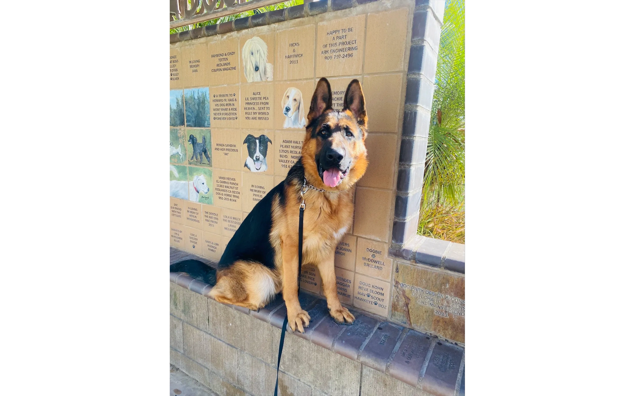 Dog graduate relaxing after training