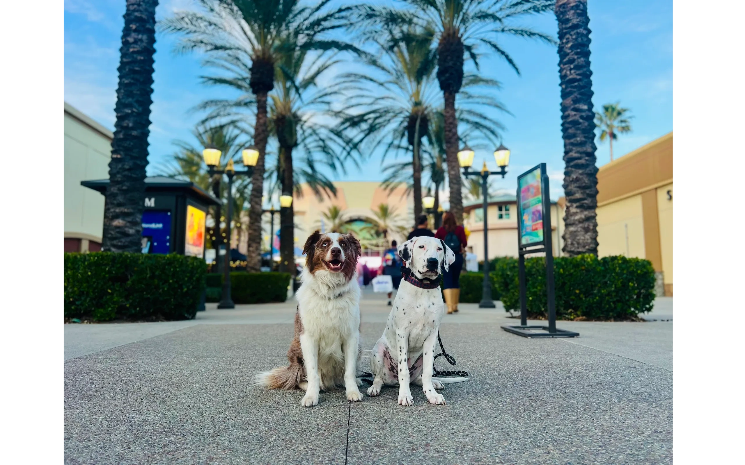 Australian Shepherd and Dalmatian after 2-week board and train in Calimesa