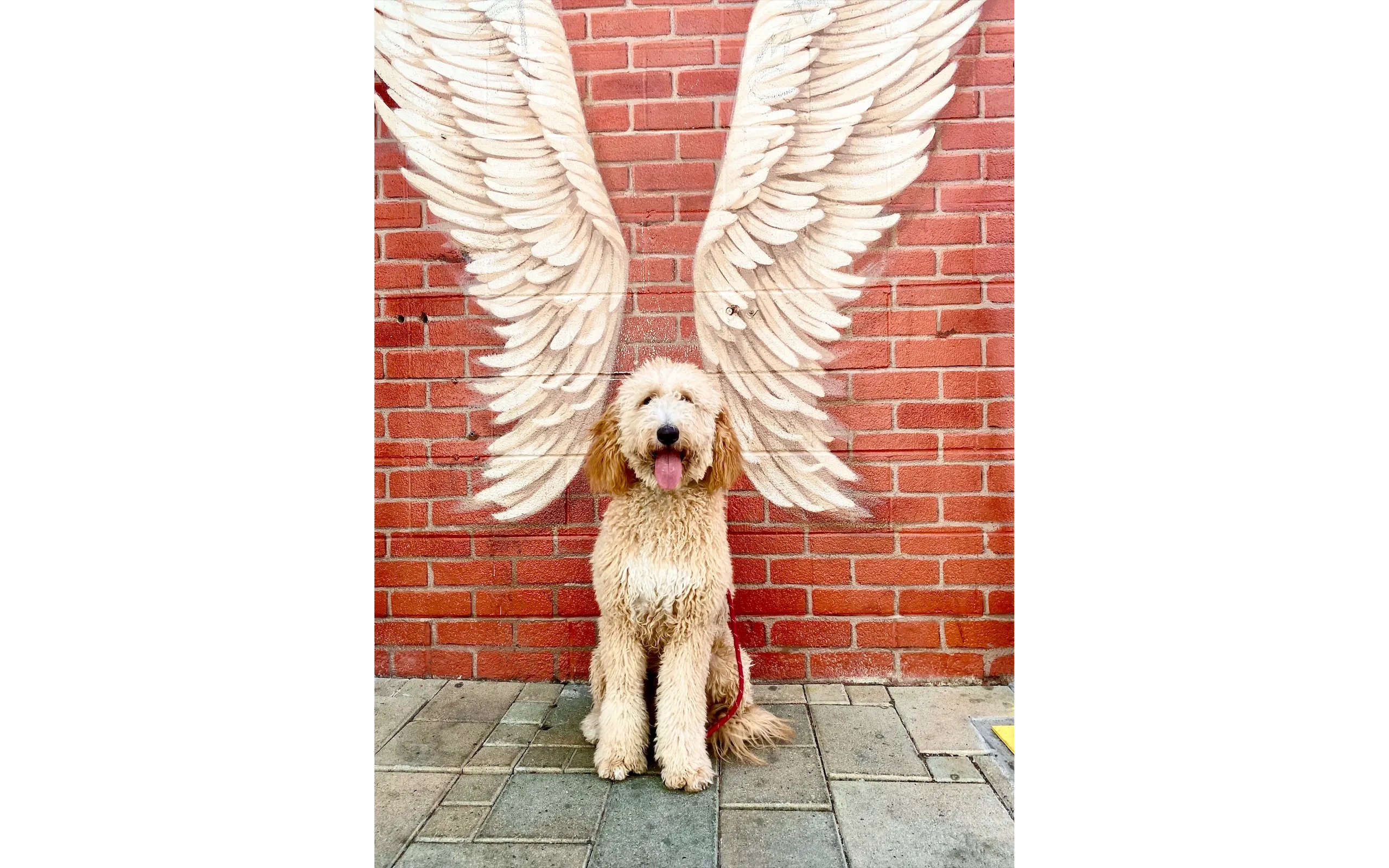 Goldendoodle posing at angel wings mural