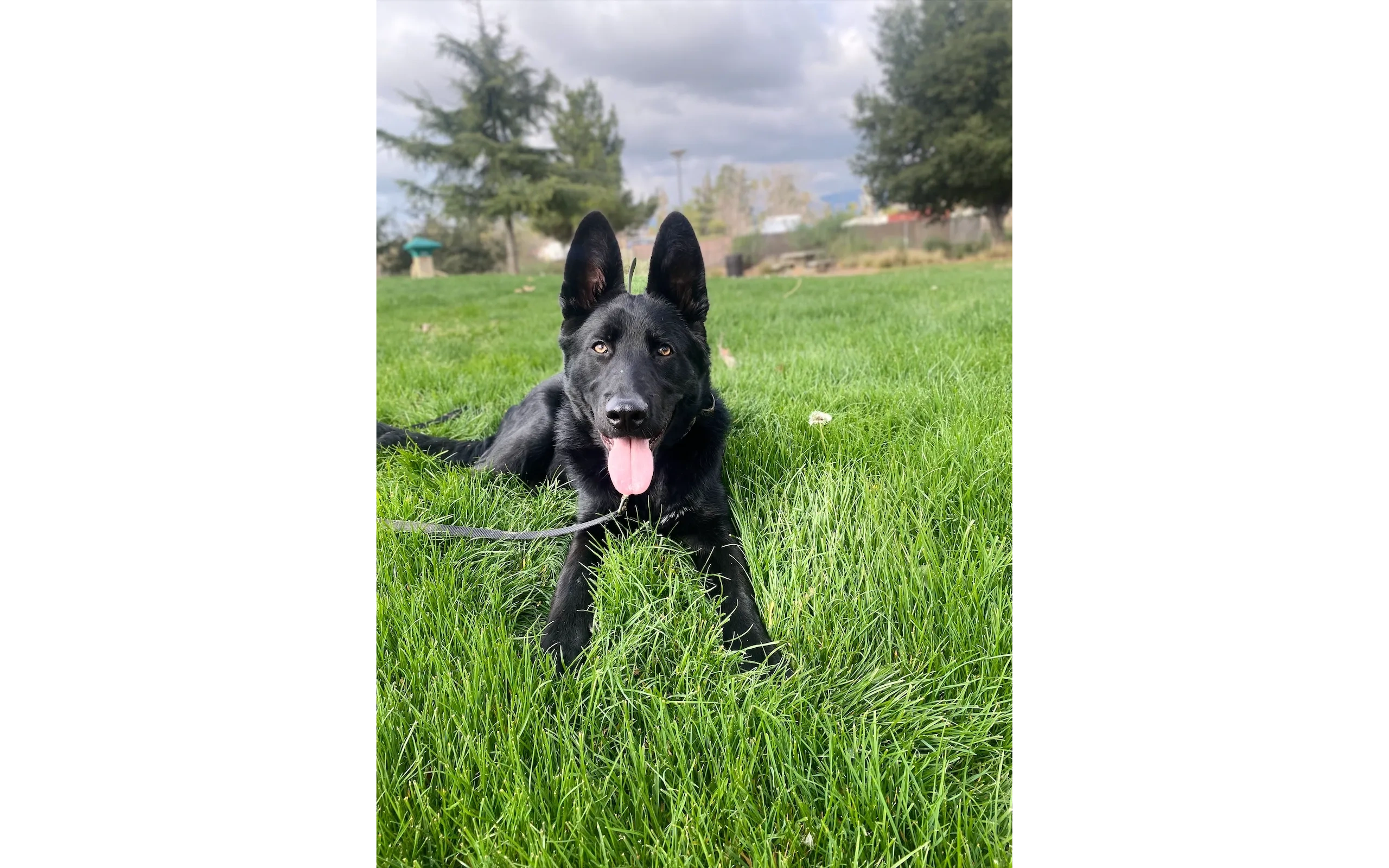 German Shepherd demonstrating off-leash down after advanced obedience