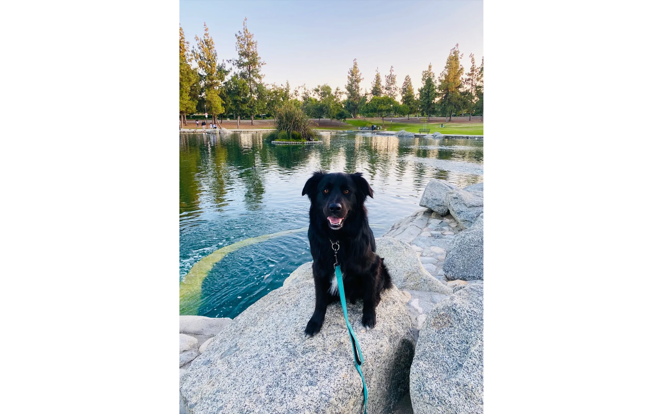 Rescue Dog trained by Beauty and Her Beasts in Calimesa, CA