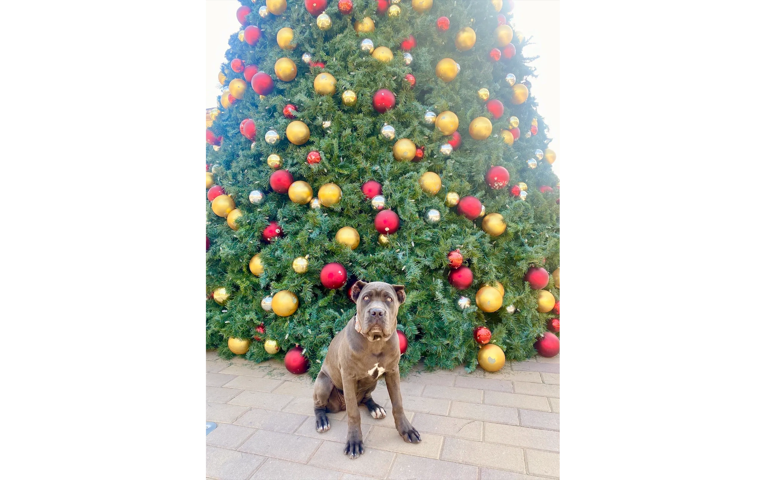 Trained dog posing confidently