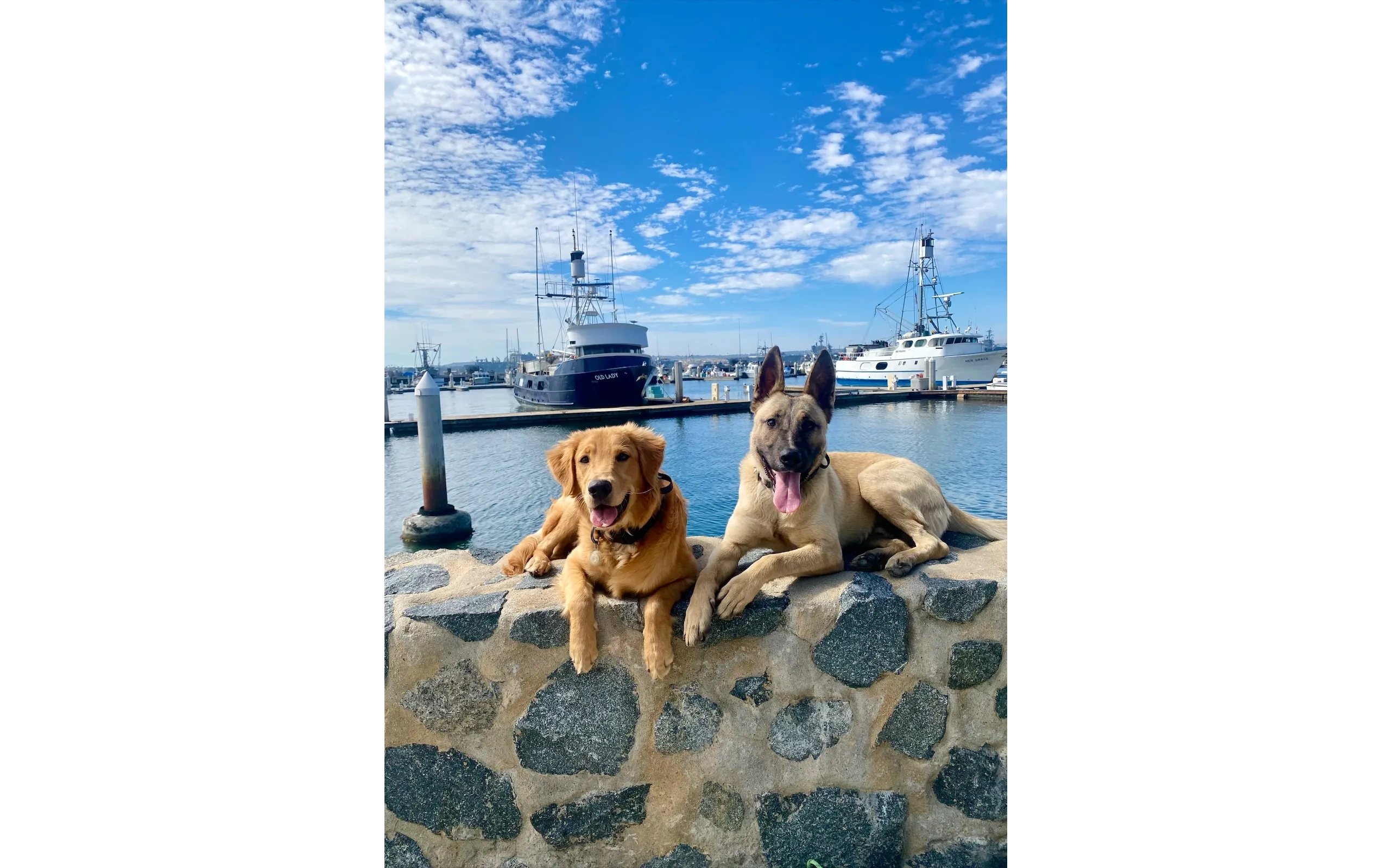 Golden Retriever and Belgian Malinois resting together after training