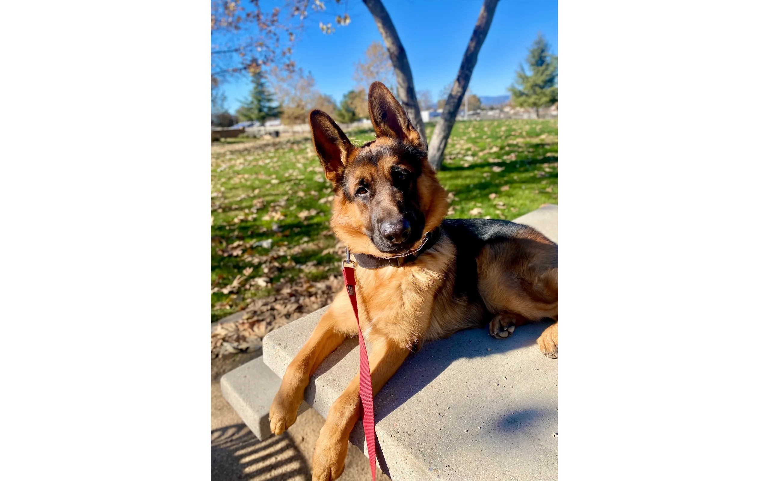 German Shepherd puppy on park bench