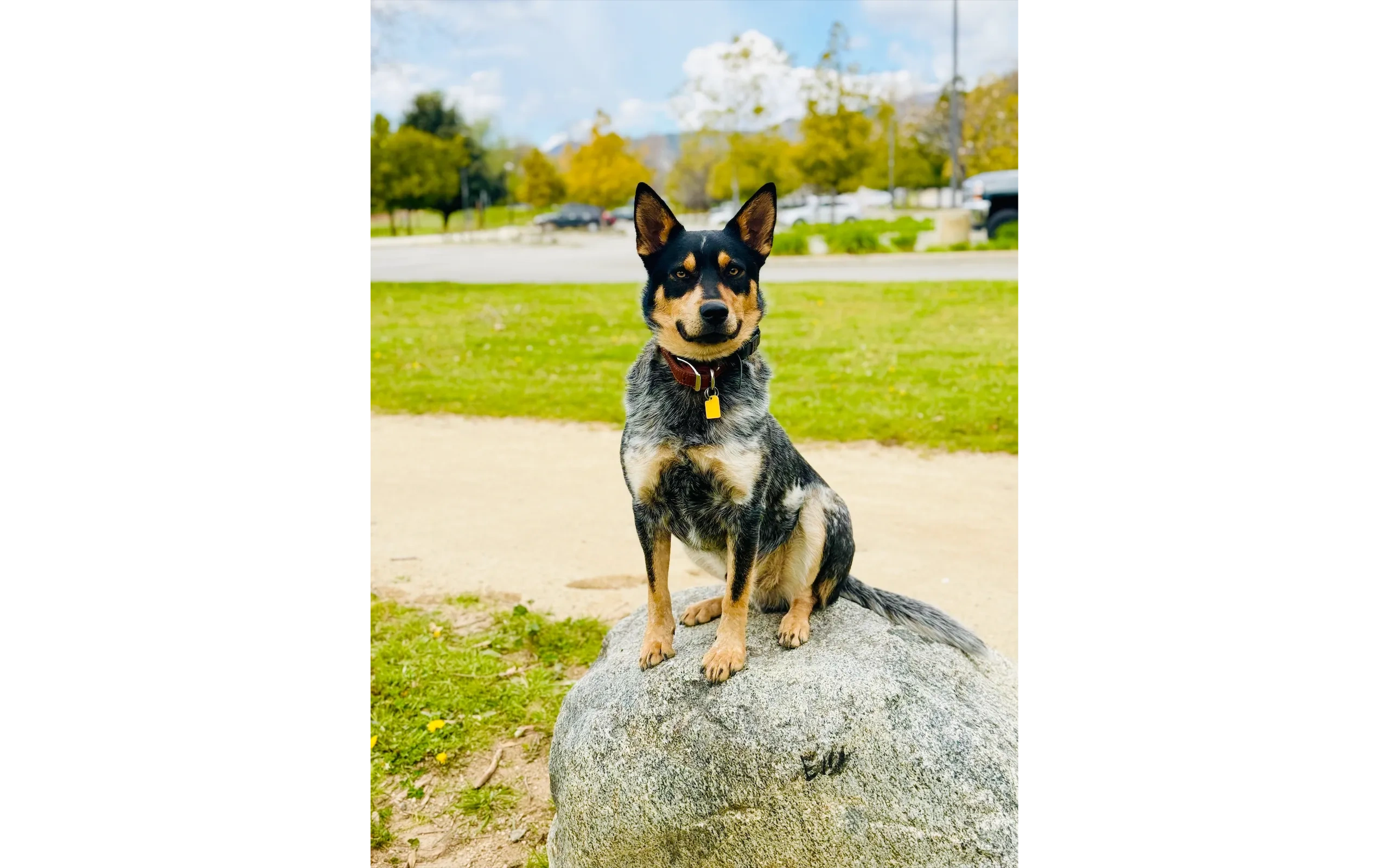 Blue Heeler demonstrating sit command after 10-day board and train