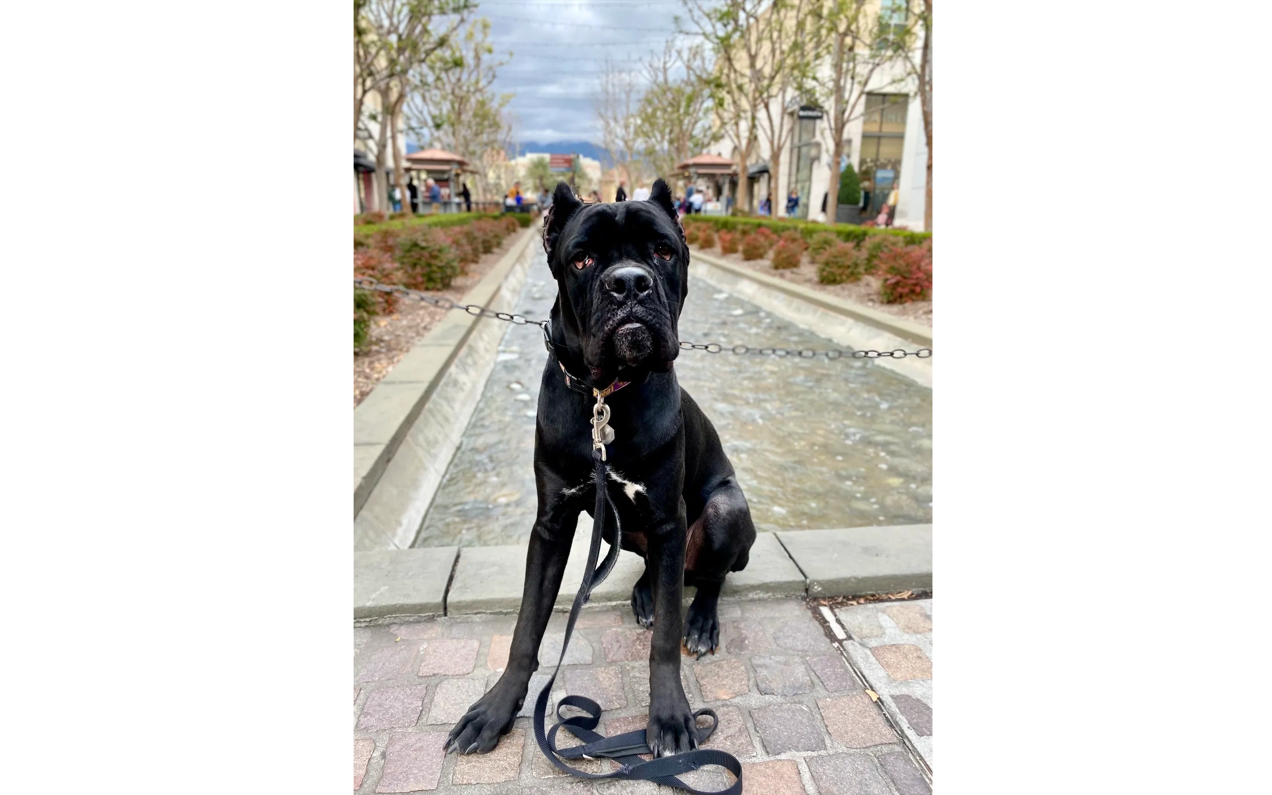 Trained dog sitting calmly, available to Banning residents