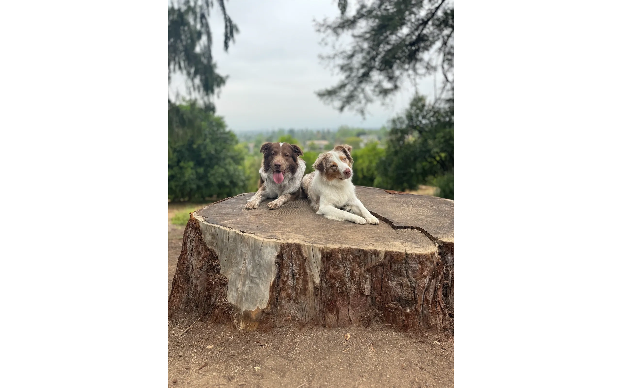 Two Australian Shepherds after completing board and train
